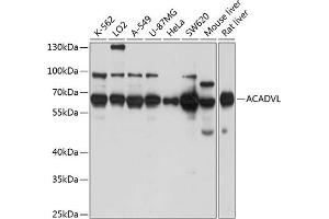 Western blot analysis of extracts of various cell lines, using ACADVL antibody  at 1:1000 dilution. (ACADVL Antikörper  (AA 1-140))