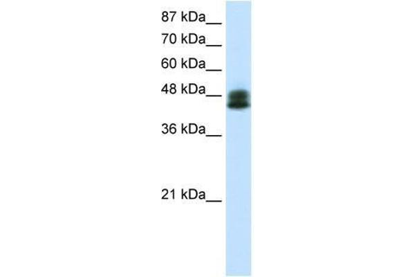 ZNF785 Antikörper  (C-Term)