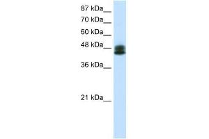 ZNF785 antibody used at 0. (ZNF785 Antikörper  (C-Term))