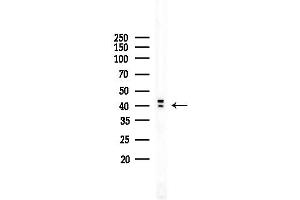 Western blot analysis of lysates from COLO205 cells, using Phospho-hnRPD (Ser83) Antibody at 1/1000 dilution.
