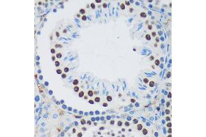 Immunohistochemistry of paraffin-embedded Mouse testis using PSPC1 Rabbit pAb (ABIN6132925, ABIN6146363, ABIN6146364 and ABIN6224928) at dilution of 1:100 (40x lens). (PSPC1 Antikörper  (AA 1-70))