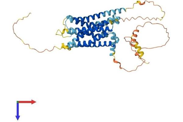 GPR61 Protein (AA 1-451) (His tag)