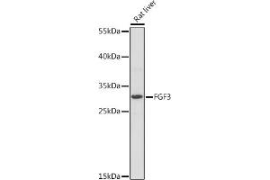 Western blot analysis of extracts of Rat liver, using FGF3 Rabbit pAb (ABIN7267186) at 1:1000 dilution. (FGF3 Antikörper  (AA 1-100))