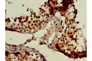 Immunohistochemistry of paraffin-embedded human testis tissue using ABIN7147659 at dilution of 1:100