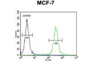 Flow cytometric analysis of MCF-7 cells (right histogram) compared to a negative control cell (left histogram) using NKPD1  Antibody (C-term), followed by FITC-conjugated goat-anti-rabbit secondary antibodies. (NKPD1 Antikörper  (C-Term))