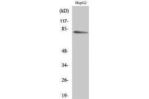 Western Blotting (WB) image for anti-Myristoylated Alanine-Rich Protein Kinase C Substrate (MARCKS) (Ser782) antibody (ABIN3180160) (MARCKS Antikörper  (Ser782))