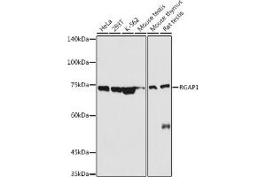 Western blot analysis of extracts of various cell lines, using RG antibody (ABIN6127968, ABIN6146621, ABIN6220915 and ABIN6220916) at 1:500 dilution. (RACGAP1 Antikörper  (AA 353-632))