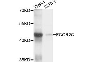 Western blot analysis of extracts of THP-1 and 22Rv1 cells, using FCGR2C antibody. (FCGR2C Antikörper)