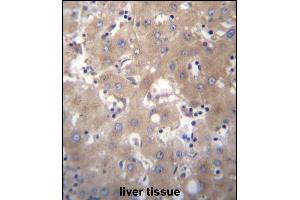 SIX5 Antibody (Center) (ABIN656668 and ABIN2845908) immunohistochemistry analysis in formalin fixed and paraffin embedded human liver tissue followed by peroxidase conjugation of the secondary antibody and DAB staining. (Six5 Antikörper  (AA 257-286))
