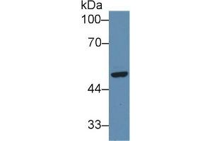 Detection of SFRP4 in Human Hela cell lysate using Polyclonal Antibody to Secreted Frizzled Related Protein 4 (SFRP4) (SFRP4 Antikörper  (AA 265-346))