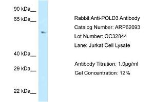 Western Blotting (WB) image for anti-Polymerase (DNA-Directed), delta 3, Accessory Subunit (POLD3) (C-Term) antibody (ABIN2789015) (POLD3 Antikörper  (C-Term))