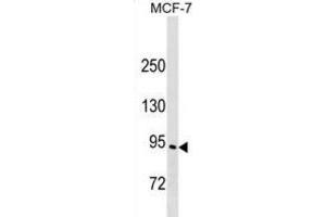 Western Blotting (WB) image for anti-Engulfment and Cell Motility 3 (ELMO3) antibody (ABIN2999682) (ELMO3 Antikörper)