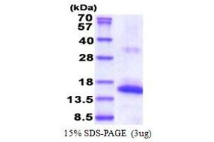 SDS-PAGE (SDS) image for Natural Cytotoxicity Triggering Receptor 3 (NCR3) (AA 19-138) protein (His tag) (ABIN5853576)