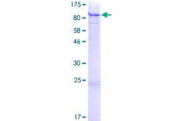 C18orf8 Protein (AA 1-657) (GST tag)