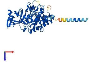 FAM20B Protein (AA 1-409) (His tag)