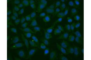 IF analysis of Thioredoxin 2/TXN2 using anti-Thioredoxin 2/TXN2 antibody (ABIN7602149).