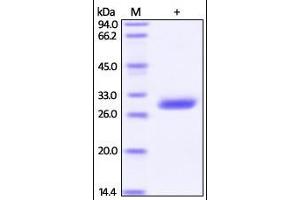 Human BTN3A3, His Tag on SDS-PAGE under reducing (R) condition. (BTN3A3 Protein (AA 30-248) (His tag))
