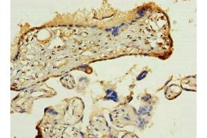 Immunohistochemistry of paraffin-embedded human placenta tissue using ABIN7165279 at dilution of 1:100 (PDIA5 Antikörper  (AA 22-262))