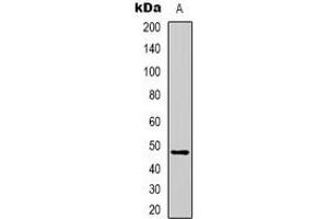 Western blot analysis of Serpin A3 expression in HepG2 (A) whole cell lysates. (SERPINA3 Antikörper)