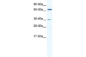 WB Suggested Anti-ALX3 Antibody Titration:  2. (ALX3 Antikörper  (N-Term))
