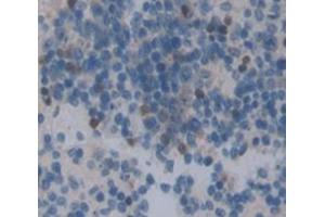 IHC-P analysis of Mouse Tissue, with DAB staining. (GRAP2 Antikörper  (AA 20-262))