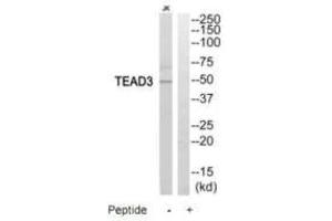 Western blot analysis of extracts from Jurkat cells, using TEAD3 antibody. (TEAD3 Antikörper)