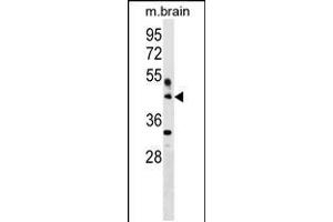 Western blot analysis in mouse brain tissue lysates (35ug/lane). (HAPLN4 Antikörper  (C-Term))