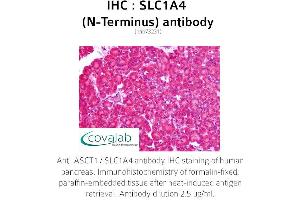Image no. 2 for anti-Solute Carrier Family 1 (Glutamate/Neutral Amino Acid Transporter), Member 4 (SLC1A4) (N-Term) antibody (ABIN1739341) (SLC1A4 Antikörper  (N-Term))