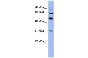 PSMD3 antibody used at 1 ug/ml to detect target protein. (PSMD3 Antikörper)