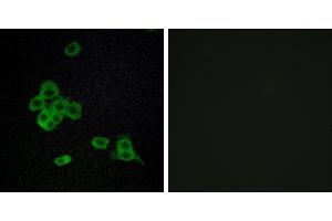Peptide - +Immunofluorescence analysis of MCF-7 cells, using CDH26 antibody. (CDH26 Antikörper)