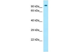 Host: Rabbit Target Name: Zfp27 Sample Type: Mouse Muscle lysates Antibody Dilution: 1. (Zinc Finger Protein 27 (ZFP27) (Middle Region) Antikörper)