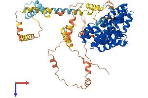 PEX5 Protein (AA 1-639) (His tag)