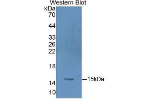 Western Blotting (WB) image for anti-Glycophorin A (GYPA) (AA 20-91) antibody (ABIN1859103) (CD235a/GYPA Antikörper  (AA 20-91))