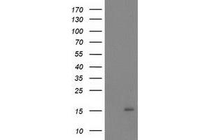 Western Blotting (WB) image for anti-NADH Dehydrogenase (Ubiquinone) 1 alpha Subcomplex, 7, 14.5kDa (NDUFA7) antibody (ABIN1499662) (NDUFA7 Antikörper)