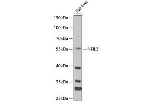 Western blot analysis of extracts of mouse liver, using NFIL3 antibody (ABIN6128336, ABIN6144564, ABIN6144566 and ABIN6218240) at 1:1000 dilution. (NFIL3 Antikörper  (AA 133-462))
