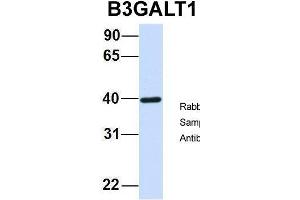 Western Blotting (WB) image for anti-UDP-Gal:betaGlcNAc beta 1,3-Galactosyltransferase, Polypeptide 1 (B3GALT1) (N-Term) antibody (ABIN2783816)