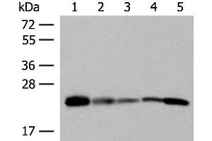 Western blot analysis of 293T 231 HUVEC Hela and A549 cell lysates using MT-CO2 Polyclonal Antibody at dilution of 1:400