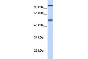DHX32 antibody used at 1 ug/ml to detect target protein.
