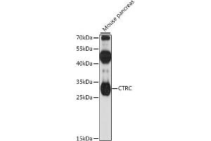Western blot analysis of extracts of mouse pancreas, using CTRC antibody (ABIN7266396) at 1:1000 dilution. (Elastase 4 Antikörper  (AA 30-150))