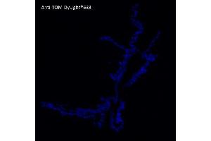 Immunofluorescence (IF) image for anti-tdTomato Fluorescent Protein (tdTomato) antibody (DyLight 633) (ABIN7273114) (tdTomato Antikörper  (DyLight 633))
