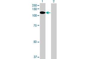 Western Blot analysis of PDZRN4 expression in transfected 293T cell line by PDZRN4 MaxPab polyclonal antibody. (PDZRN4 Antikörper  (AA 1-778))
