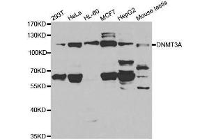 DNMT3A Antikörper  (AA 500-700)