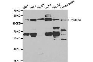 Western blot analysis of extracts of various cell lines, using DNMT3A antibody. (DNMT3A Antikörper  (AA 500-700))
