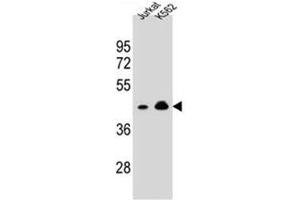 Western blot analysis of OR10A4 Antibody (C-term) Cat.