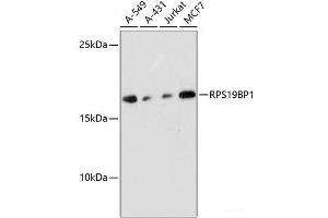 Western blot analysis of extracts of various cell lines using RPS19BP1 Polyclonal Antibody at dilution of 1:3000. (RPS19BP1 Antikörper)
