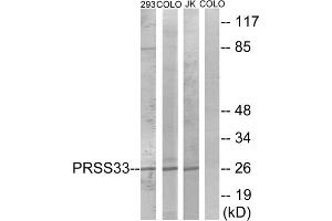 Western blot analysis of extracts from 293 cells, COLO cells and Jurkat cells, using PRSS33 antibody. (PRSS33 Antikörper  (Internal Region))