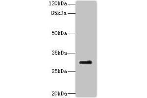 Western blot All lanes: PROCR antibody at 2 μg/mL + Mouse lung tissue Secondary Goat polyclonal to rabbit at 1/10000 dilution Predicted band size: 27 kDa Observed band size: 27 kDa (PROCR Antikörper  (AA 18-210))