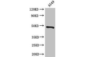 Western Blot Positive WB detected in: A549 whole cell lysate All lanes: EIF4A3 antibody at 3 μg/mL Secondary Goat polyclonal to rabbit IgG at 1/50000 dilution Predicted band size: 47 kDa Observed band size: 47 kDa (EIF4A3 Antikörper  (AA 6-166))