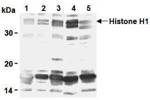 Western Blotting (WB) image for anti-H1 Histone Family, Member 0 (H1F0) antibody (ABIN1449237) (Histone H1 Antikörper)