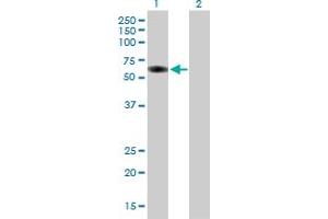 Western Blot analysis of GRB7 expression in transfected 293T cell line by GRB7 MaxPab polyclonal antibody.